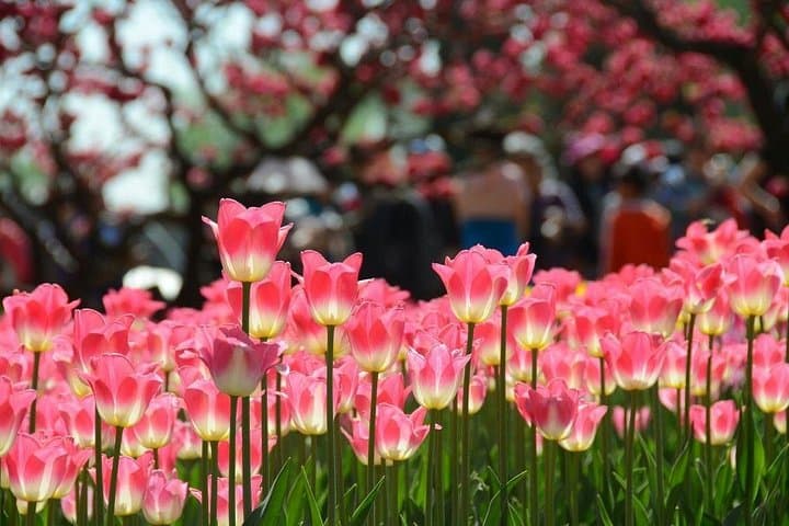 Private Garden Tour: Summer Palace & Beijing Botanical Garden Day Trip photo 3