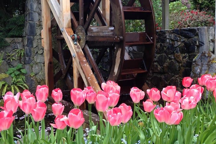 Victoria to Butchart Gardens: Private Deluxe 5-Hour Tour of Gardens, Harbour & History