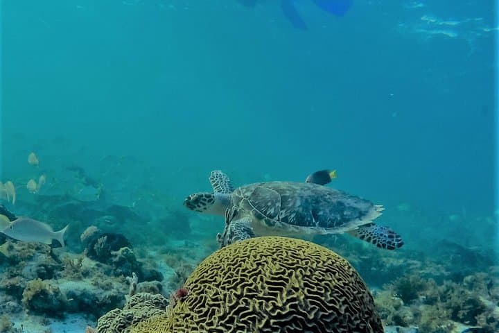 Half-Day Catamaran Snorkel & Isla Mujeres Explorer from Cancun