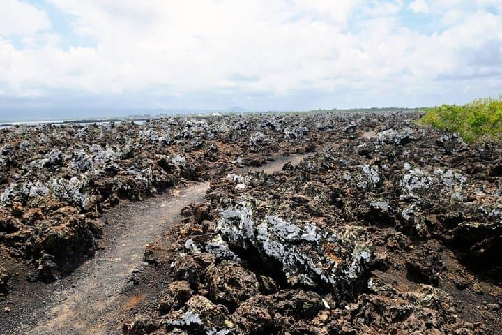 5-Day Galapagos Tour: Santa Cruz & Isabela — Snorkel, Sierra Negra Hike & Wildlife photo 5