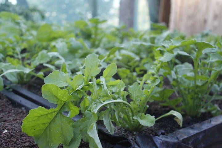 Monteverde Farm Day at El Terruño de los Torres: Coffee, Animals & Cloud Forest Walks photo 4