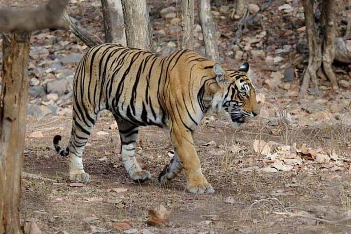 Explore Panna National Park from Khajuraho — Tigers, Ken River & Pandava Falls