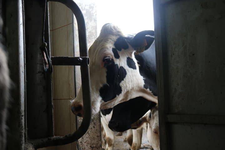 Day at the Farm: Terceira Island Agritour & Dairy Tasting photo 3