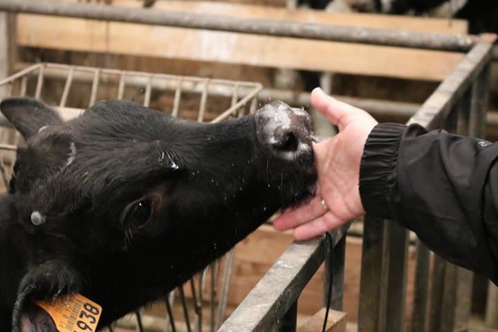 Day at the Farm: Terceira Island Agritour & Dairy Tasting photo 4