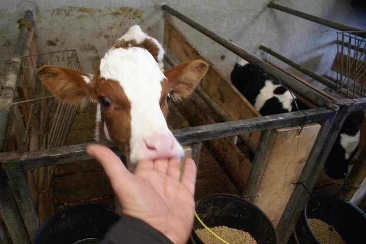 Day at the Farm: Terceira Island Agritour & Dairy Tasting photo 5