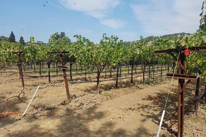 Napa Private Wine Tasting Tour: 6-Hour Custom Winery & Picnic Experience photo 6