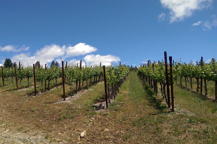 Private 6-Hour Napa or Sonoma Wine Tour in a Stretch Limousine photo 4