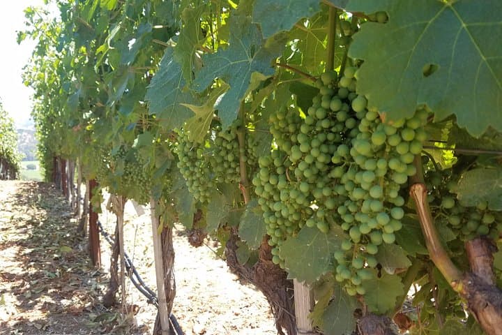 Private 8-Hour Napa Valley Wine Tasting Tour — Chauffeured Wine Country Experience photo 6