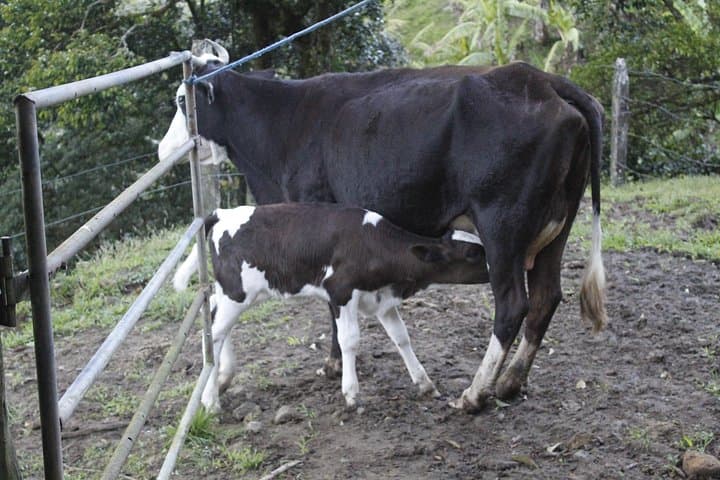 Milking Cows & Breakfast at El Terruño de los Torres — Monteverde Farm Experience photo 3