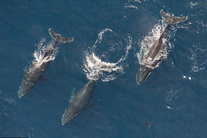 Private Maui Whale-Watching Air Tour — 60-Minute Aerial Humpback Safari photo 1