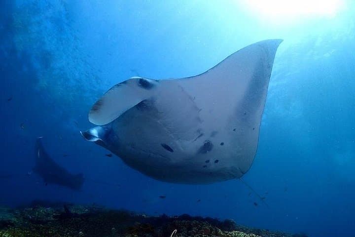 Scuba Diving Nusa Penida Manta Point: Swim with Manta Rays & Mola Mola photo 1
