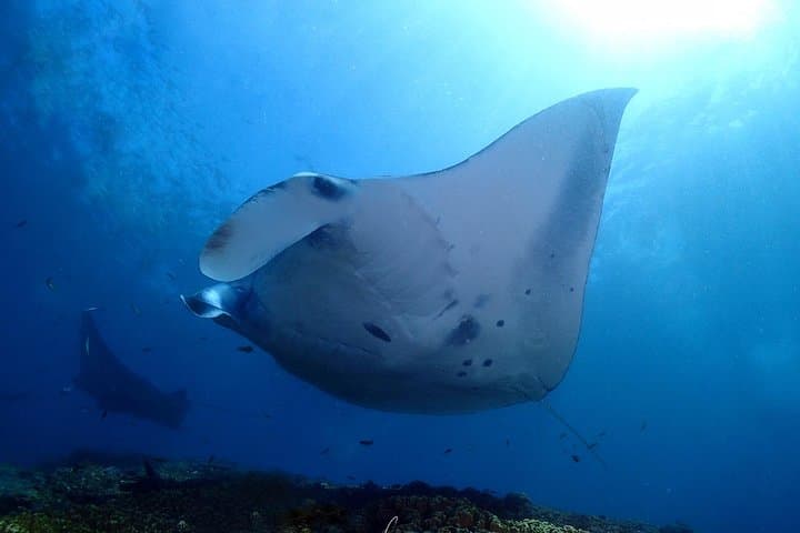 Discover Scuba Diving at Manta Point, Nusa Penida — Intro Dives with Private Instructor