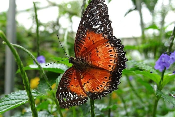 Cameron Highlands Day Tour from Kuala Lumpur — Tea Estates, Waterfalls & Highland Farms photo 6