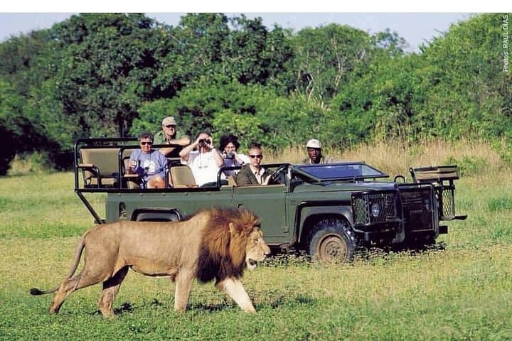 Pilanesberg Full-Day Private Safari from Johannesburg — Big Five Game Drive