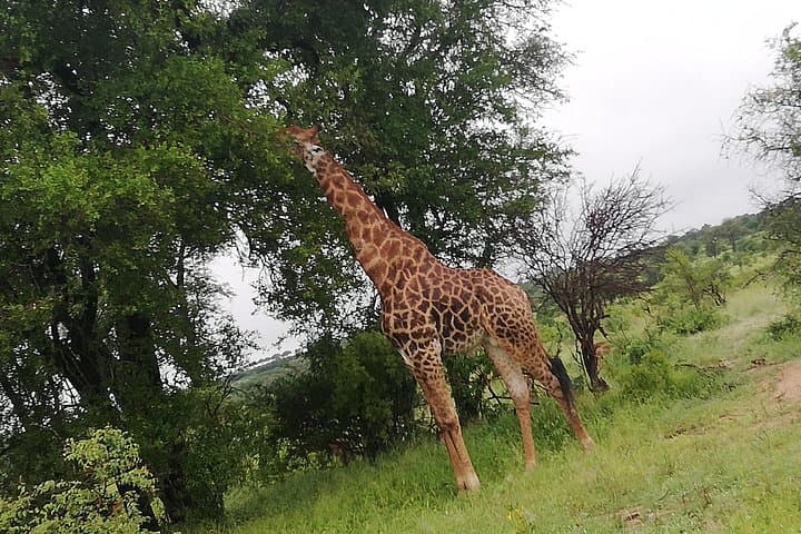 Pilanesberg Full-Day Private Safari from Johannesburg — Big Five Game Drive photo 2