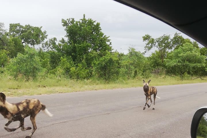 Pilanesberg Full-Day Private Safari from Johannesburg — Big Five Game Drive photo 4