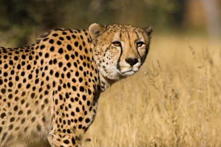 Tented Kruger Safari: 4-Day Camping Game Drives from Johannesburg
