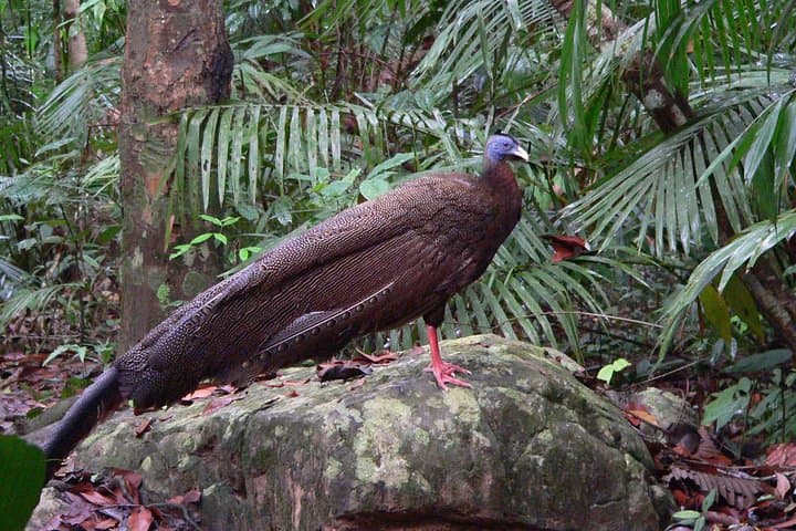 Taman Negara Day Tour: Canopy Walk, Teresek Hill Trek & River Lunch from Kuala Lumpur photo 5