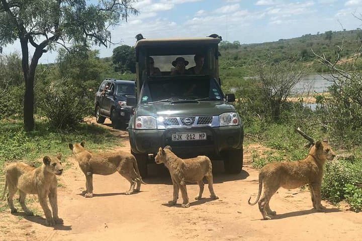 Morning Safari in Kruger National Park from Hazyview — AM Game Drive photo 1