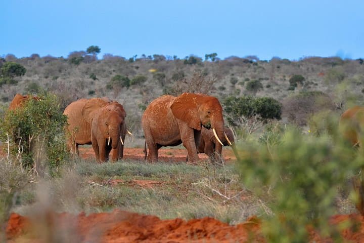 Tsavo East Full-Day Safari from Mombasa — Big Five Game Drive
