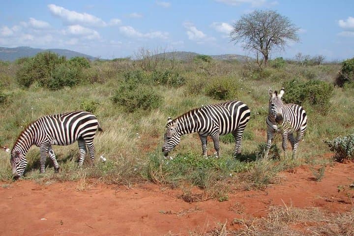 Tsavo East Full-Day Safari from Mombasa — Big Five Game Drive photo 2