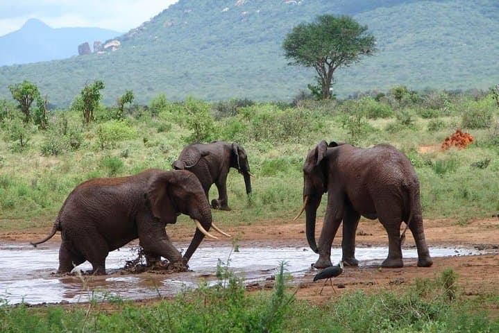 Tsavo East Full-Day Safari from Mombasa — Big Five Game Drive photo 3