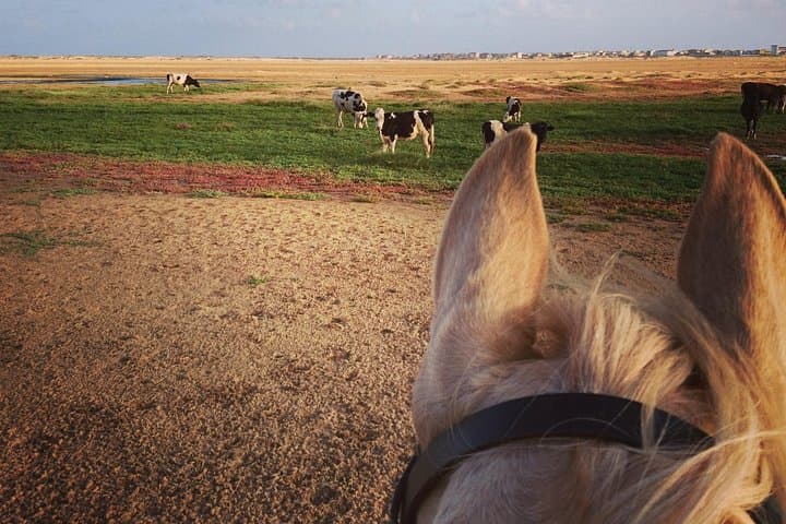 Ride the Sands: Horseback Adventures on Sal Island, Cabo Verde photo 4