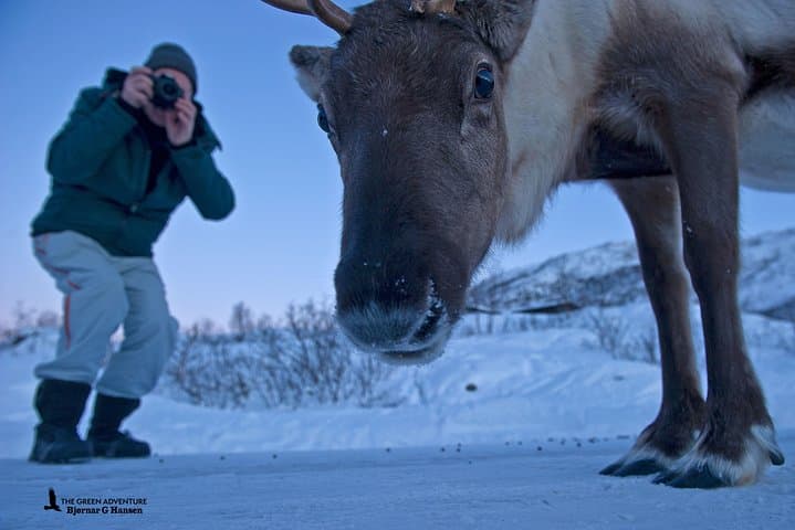 Discover the Fjords of Kvaloya: Scenic Roadtrip to Fishing Villages & Arctic Wildlife photo 6