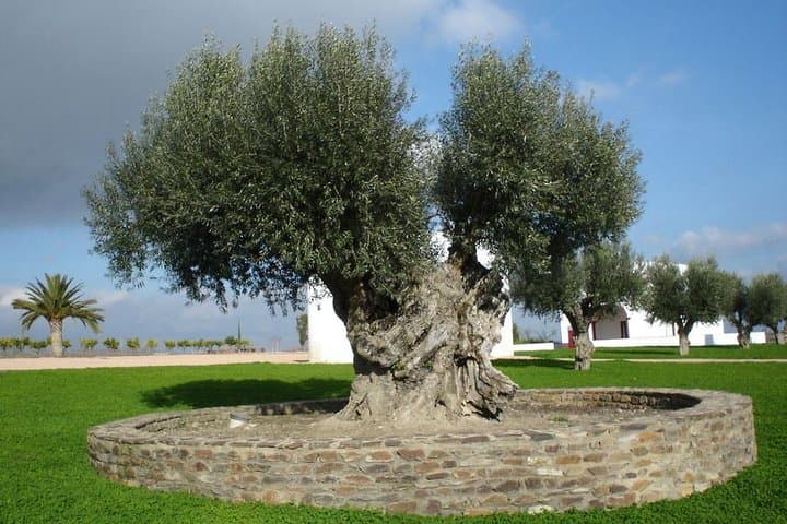 Carmona Olive Oil Tasting & Culinary Day Trip from Seville photo 3