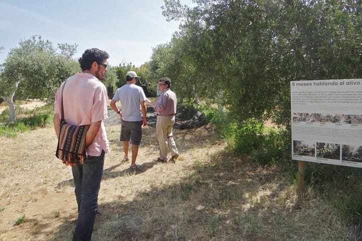 Carmona Olive Oil Tasting & Culinary Day Trip from Seville photo 5