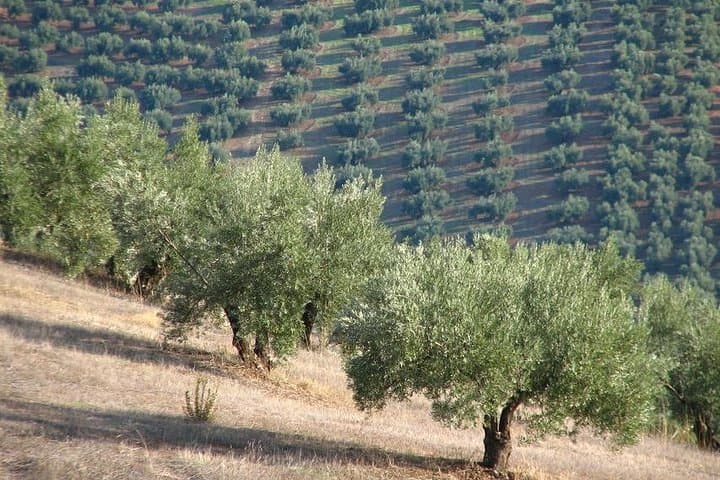 Carmona Olive Oil Tasting & Culinary Day Trip from Seville photo 6