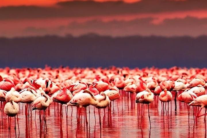 7-Day Budget Camping Safari: Manyara, Ngorongoro, Serengeti & Lake Natron