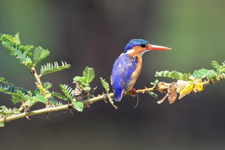Ethiopia Birds and Wildlife: 12-Day Lake Tana, Simien & Southern Highlands Tour