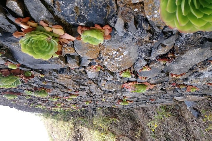 Madeira Levadas: Hike Larano to Boca do Risco and Porto da Cruz photo 6