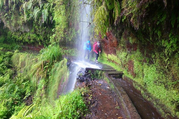 Levada do Rei Guided Walk: Explore Madeira’s Laurisilva 'Madre of Life'