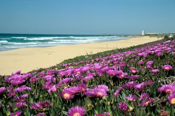 Best Beaches of Cádiz: Day Trip from Seville to Bolonia, El Palmar & Vejer photo 5