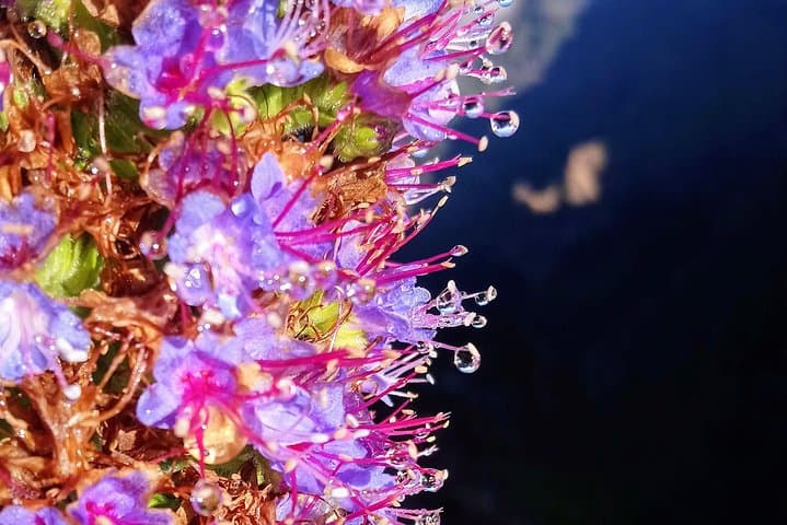 Levada do Rei Guided Walk: Explore Madeira’s Laurisilva 'Madre of Life' photo 3
