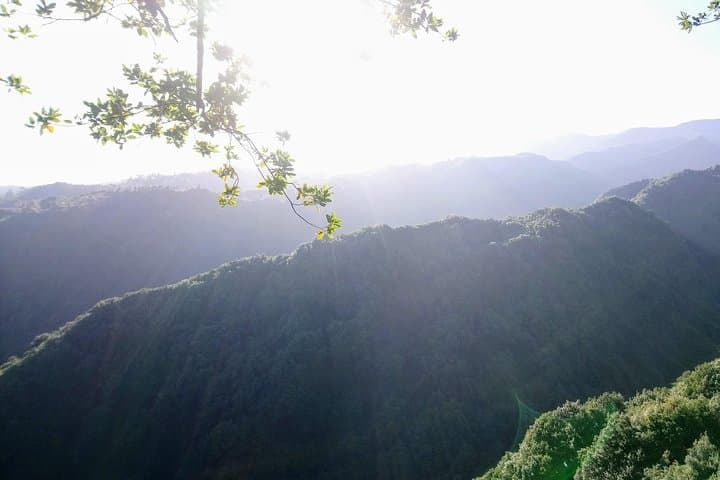 Levada do Rei Guided Walk: Explore Madeira’s Laurisilva 'Madre of Life' photo 4