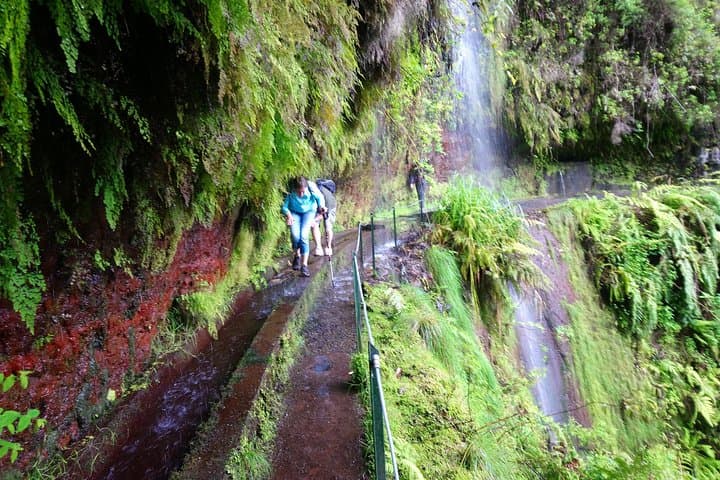 Levada do Rei Guided Walk: Explore Madeira’s Laurisilva 'Madre of Life' photo 6