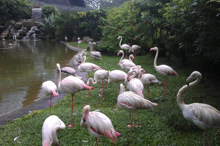 Inside KL Bird Park: Free-Flight Aviary, Hornbills & Private Pickup photo 6
