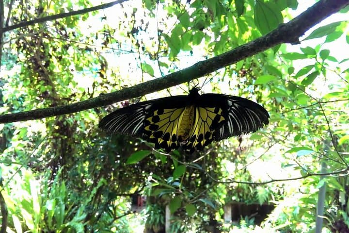 KL Lake Gardens Tour: Orchid, Bird & Butterfly Parks — Private Half-Day Experience photo 4