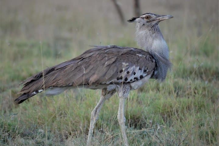 2-Day Safari to Awash National Park: Waterfalls, Wildlife & Crater Lakes