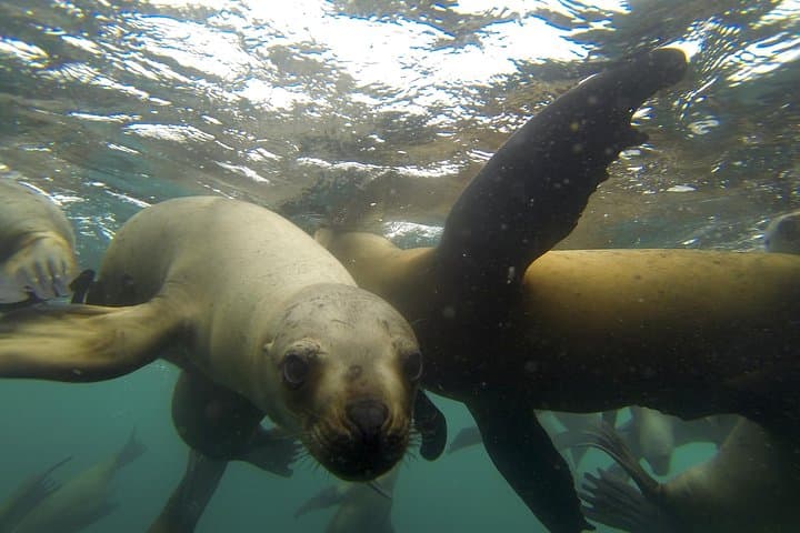 Swim with Sea Lions off Callao: Half-Day Boat Trip from Lima photo 3
