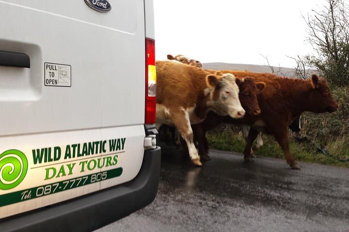 Cliffs of Moher & The Burren: Wild Atlantic Way Day Tour from Galway photo 6
