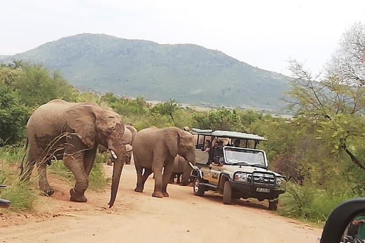 4-Day Kruger Safari & Panorama Route from Johannesburg — Big Five Game Drives photo 1