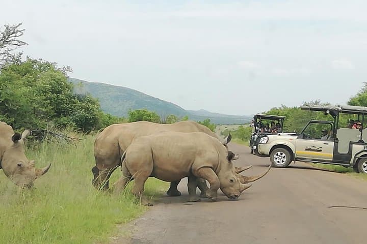 Two-Day Pilanesberg & Sun City Safari: Open-Vehicle Game Drives and Resort Time photo 3