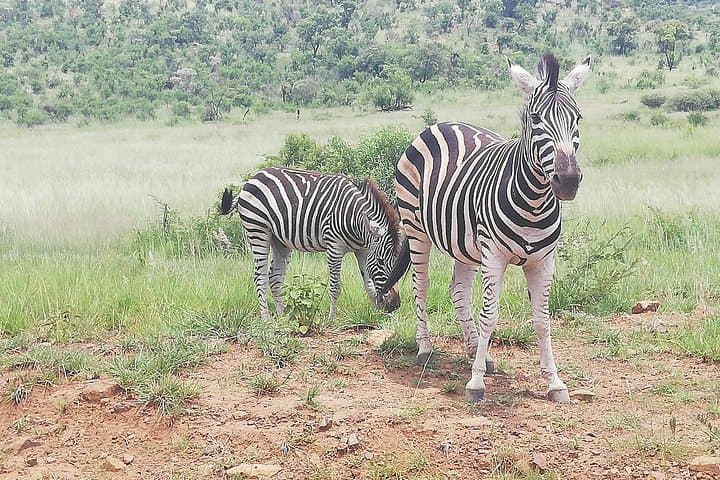 Tented Pilanesberg Safari: 2-Day Overnight from Johannesburg