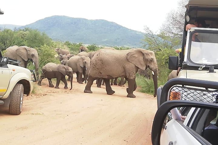 2-Day Pilanesberg Safari: Sunrise & Sunset Game Drives with 4★ Lodge Stay