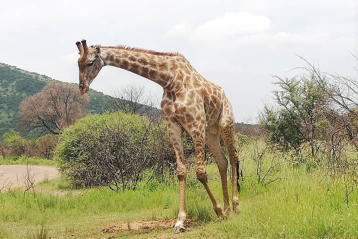 Pilanesberg Safari: 3-Day 4-Star Private Lodge Experience photo 4