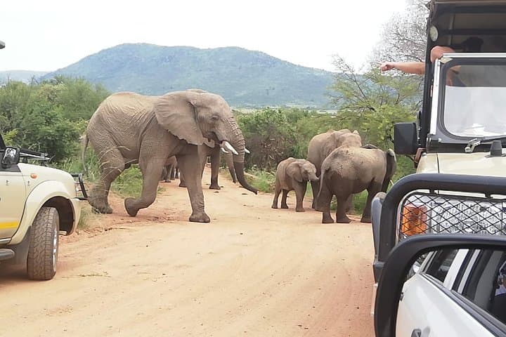 Pilanesberg Safari: 3-Day 4-Star Private Lodge Experience